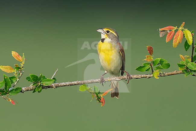 Adult male breeding
Madison Co., TX
May 2022 stock-image by Agami/Brian E Small,
