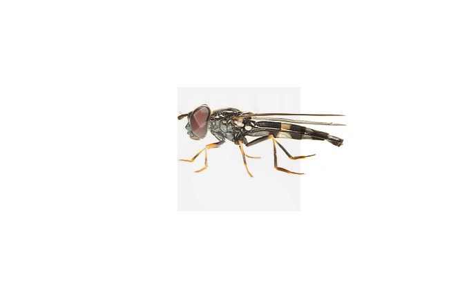 Female Platycheirus rosarum stock-image by Agami/Wil Leurs,