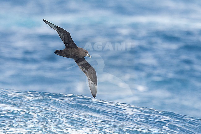 White-chinned Petrel (Procellaria aequinoctialis) flying low above the sea in waters off South Georgia, in the south Atlantic Ocean, showing under wing pattern. stock-image by Agami/Rafael Armada,