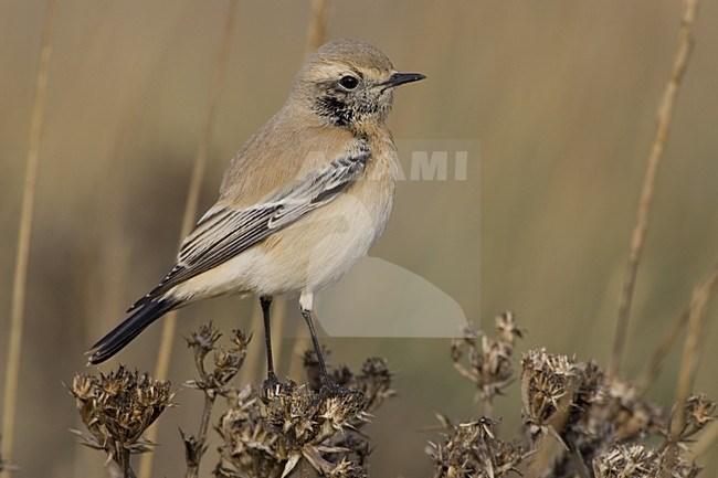 Desert Wheatear immature male; Woestijntapuit onvolwassen man stock-image by Agami/Daniele Occhiato,