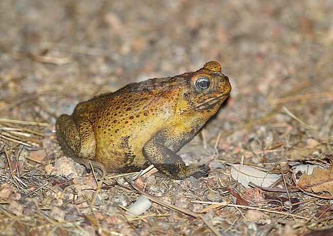 Cane Toad, Rhinella marina,  at Cumberland - Queensland - Australia. stock-image by Agami/Aurélien Audevard,