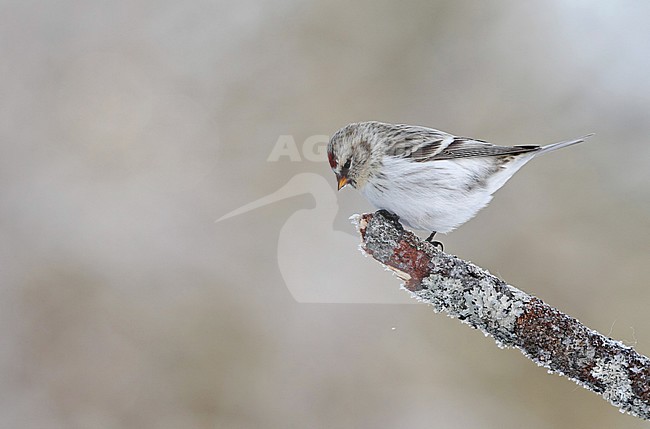 Wintering Arctic Redpoll (Acanthis hornemanni exilipes) at Kaamanen near Ivalo in northern Finland. stock-image by Agami/Helge Sorensen,