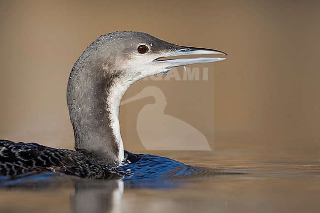 Pacific Loon (Gavia pacifica), Switzerland, 1st cy stock-image by Agami/Ralph Martin,