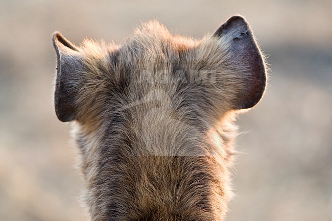 Gevlekte Hyena close-up; Spotted Hyena close up stock-image by Agami/Marc Guyt,