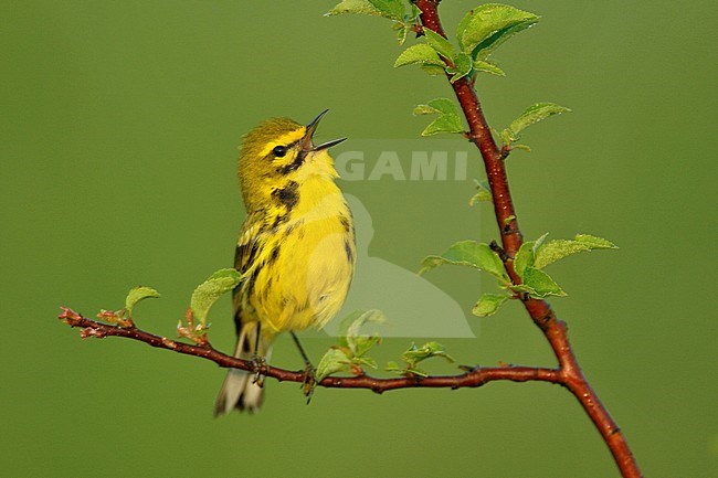Adult male
Muskingum Co., OH
May 2007 stock-image by Agami/Brian E Small,