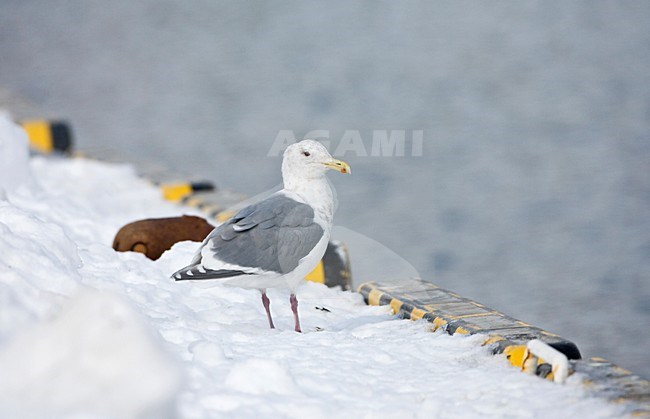 Adult Glaucous-winged Gull (Larus glaucescens) standing on a snow covered quay in a harbor in Japan. stock-image by Agami/Marc Guyt,
