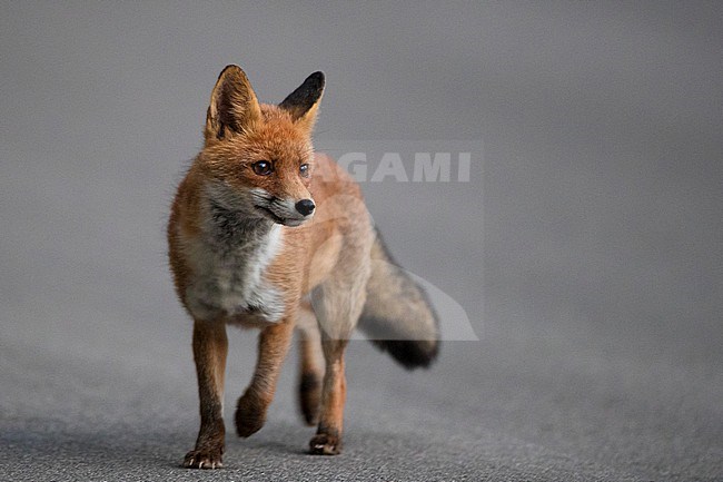 Red Fox (Vulpes vulpes crucigera), front view of an adult walking, Campania, Italy stock-image by Agami/Saverio Gatto,