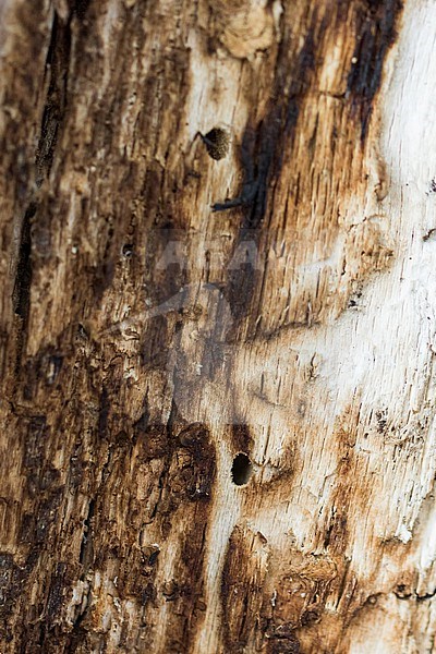 Anisarthron barbipes - Rosthaar-Bock, Germany (Baden-Württemberg), bore holes stock-image by Agami/Ralph Martin,