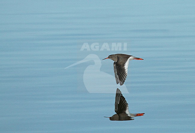 Wintering Icelandic Redshank (Tringa totanus robusta) flying low over Dutch Wadden Sea near Den Oever. stock-image by Agami/Renate Visscher,