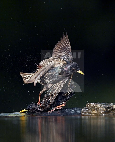 Vechtende Spreeuwen, Fighting Common Starlings stock-image by Agami/Markus Varesvuo,