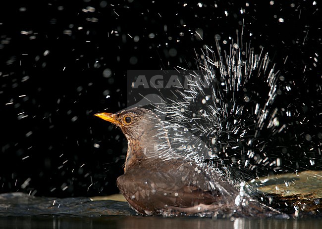 Merel; Common Blackbird (Turdus merula) Hungary May 2008 stock-image by Agami/Markus Varesvuo / Wild Wonders,