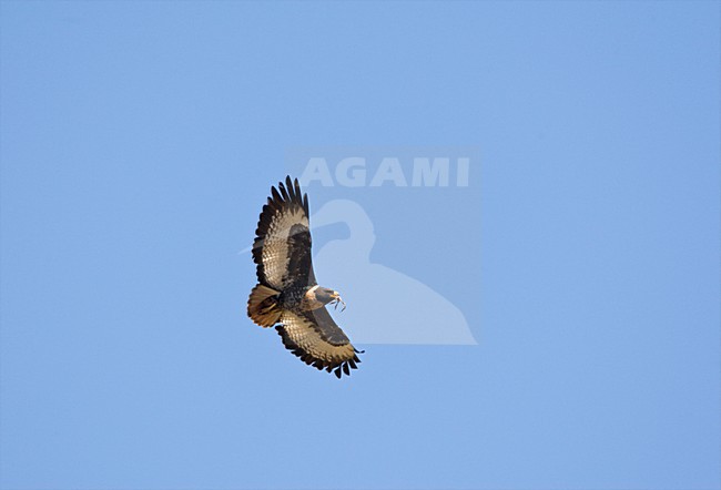 Jakhalsbuizerd, Jackal Buzzard, Buteo rufofuscus stock-image by Agami/Marc Guyt,