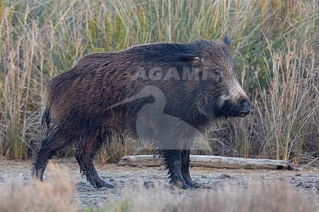 Wild Boar (Sus scrofa), side view of an adult standing on the ground, Lazio, Italy stock-image by Agami/Saverio Gatto,