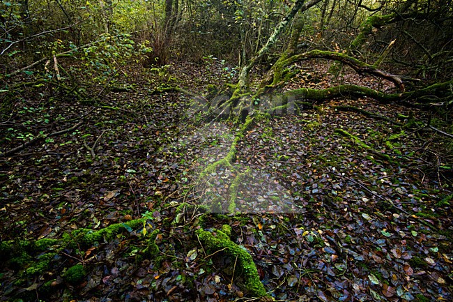 Bos Schiermonnikoog, Forest Schiemonnikoog stock-image by Agami/Menno van Duijn,