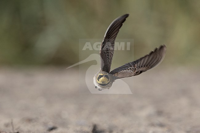 Horned Lark (Eremophila alpestris ssp.flava) in flight at a beach in Vedbæk, Denmark stock-image by Agami/Helge Sorensen,