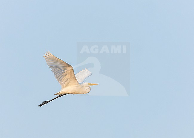 Medium Egret (Ardea intermedia) in India during late autumn. stock-image by Agami/Marc Guyt,