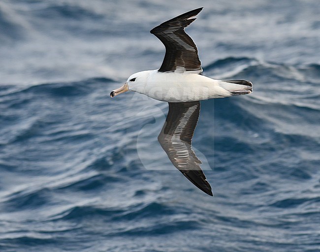 Older immature Black-browed Albatross (Thalassarche melanophris) flying above the Atlantic ocean north of Antarctica. stock-image by Agami/Laurens Steijn,