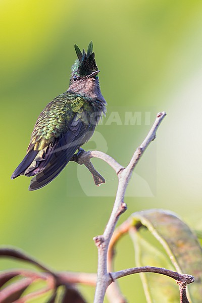 Antillean Crested Hummingbird (Orthorhyncus cristatus) Perched on a branch in Puerto Rico stock-image by Agami/Dubi Shapiro,
