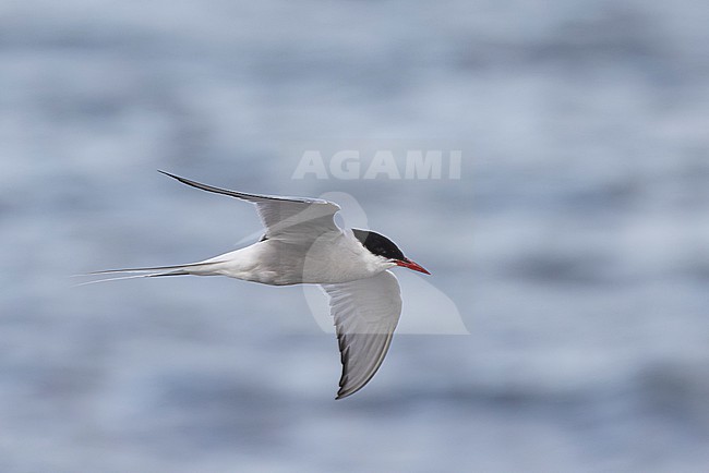 Adult Arctic Tern (Sterna paradisaea) in flight near the breeding colony site. stock-image by Agami/David Monticelli,