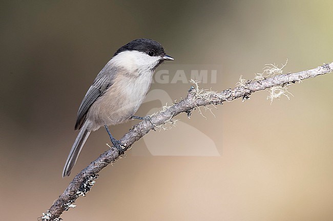 Willow Tit (Parus montanus) sitting on branches in alpine forest of Switzerland. stock-image by Agami/Marcel Burkhardt,