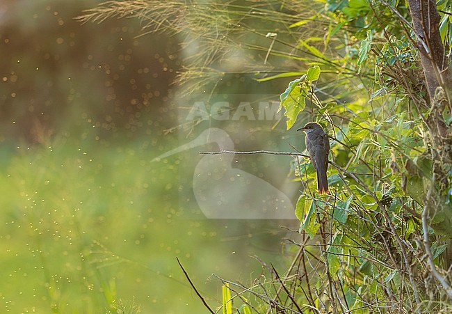 Yellow-billed Cuckoo (Coccyzus americanus) during late autumn migration on Bermuda. stock-image by Agami/Marc Guyt,