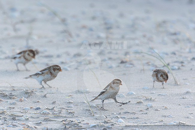 A group of Snow Buntings is seen stuggling in a sand storm. stock-image by Agami/Jacob Garvelink,