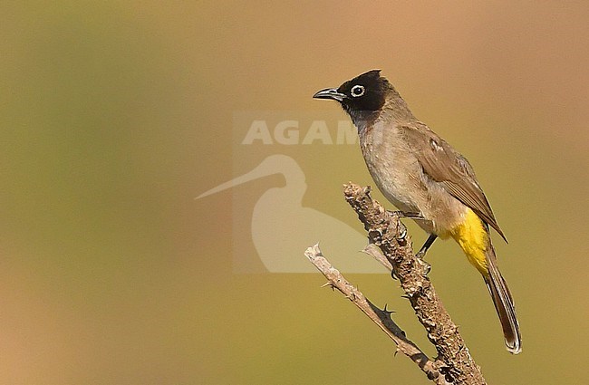 The White-spectacled Bulbul (Pycnonotus xanthopygos) is a common bird and ranges from Turkey to Oman. stock-image by Agami/Eduard Sangster,