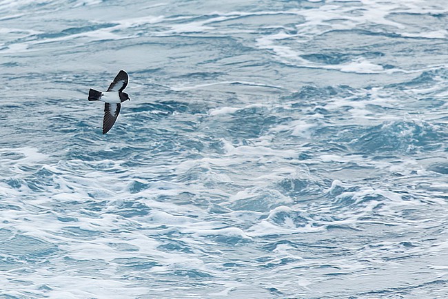 Inaccessible White-bellied Storm-Petrel (Fregetta grallaria leucogaster) in the Southern Atlantic Ocean, around the Tristan da Cunha and Gough islands. stock-image by Agami/Martijn Verdoes,