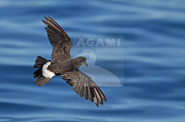 European Storm-Petrel ( Hydrobates pelagicus) off the coast of south Portugal stock-image by Agami/Eduard Sangster,