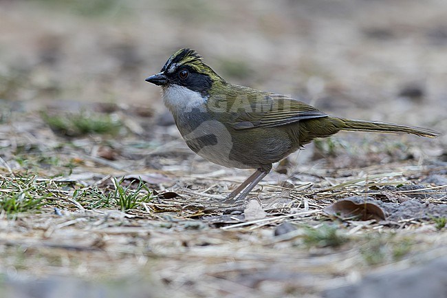 Green-striped Brushfinch (Arremon virenticeps) in mexico stock-image by Agami/Dubi Shapiro,