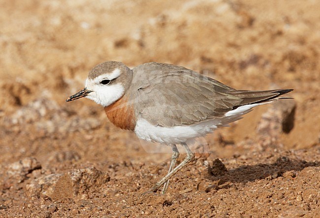 Kaspische Plevier volwassen staand; Caspian Plover adult perched stock-image by Agami/Markus Varesvuo,