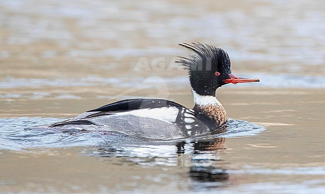 Wintering male Red-breasted Merganser (Mergus serrator) swimming in the Rhine outlet in the North sea at Katwijk, Netherlands. stock-image by Agami/Marc Guyt,