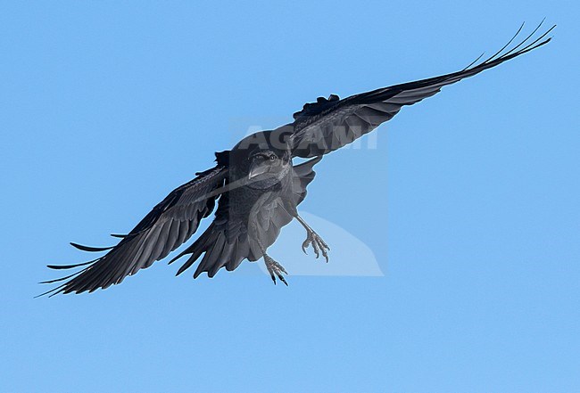 Common Raven - Kolkrabe - Corvus corax ssp. corax, Switzerland stock-image by Agami/Ralph Martin,
