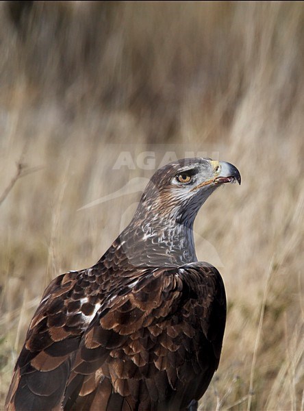 Havikarend, Bonelli's Eagle (Hieraetus fasciatus) Spain March 2009 stock-image by Agami/Markus Varesvuo,