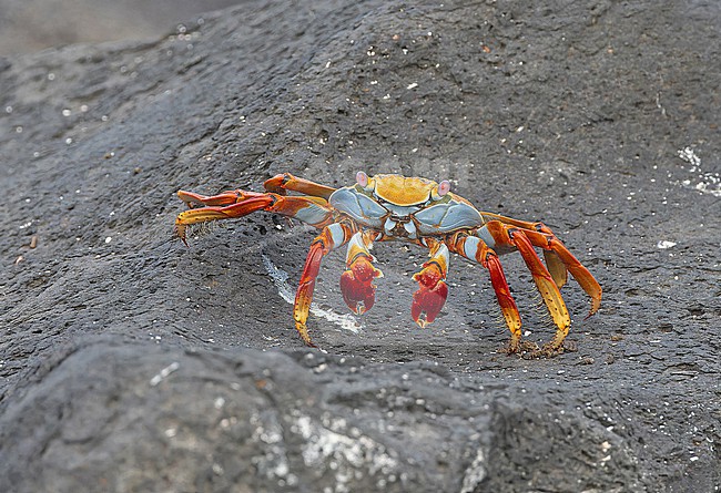 Sally Lightfoot Crab (Grapsus grapsus) on the Galapagos Islands, part of the Republic of Ecuador. stock-image by Agami/Pete Morris,