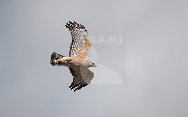 Adult Red-shouldered Hawk (Buteo lineatus extimus) in flight at Everglades NP, Florida, USA stock-image by Agami/Helge Sorensen,