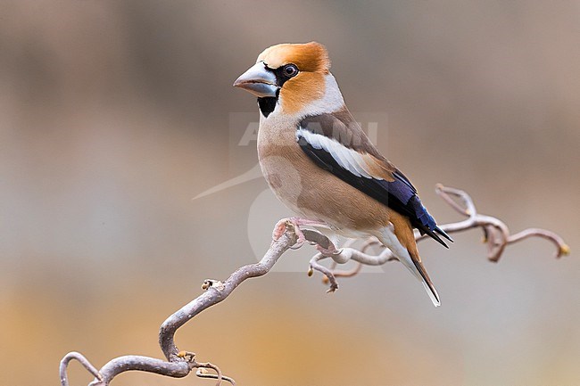 Hawfinch, Coccothraustes coccothraustes, in Italy. Perched on a twig. stock-image by Agami/Daniele Occhiato,