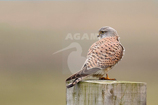 Torenvalk kijkt achterom; Common Kestrel over the shoulder look; stock-image by Agami/Walter Soestbergen,