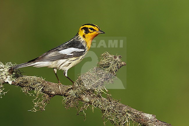 Adult male
Galveston Co., TX
April 2014 stock-image by Agami/Brian E Small,