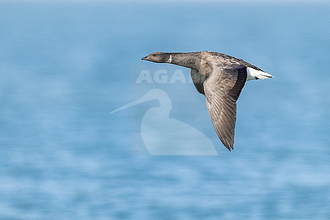  stock-image by Agami/Menno van Duijn,