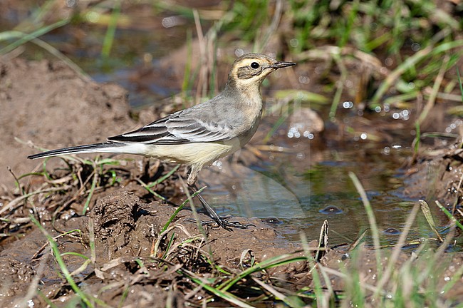 Citroenkwikstaart, Citrine Wagtail, Motacilla citreola ssp. citreola stock-image by Agami/Arend Wassink,