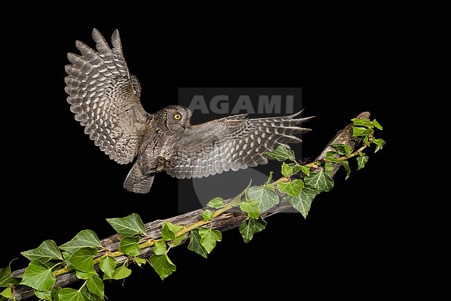 Eurasian Scops Owl (Otus scops scops) during the night in Italy. Landing on an exposed branch. stock-image by Agami/Alain Ghignone,