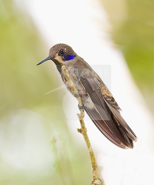 Brown Violetear (Colibri delphinae) perched on a branch in the rainforest of Panama stock-image by Agami/Roy de Haas,
