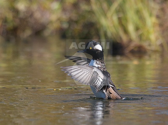 Side view of a male Hooded Merganser (Lophodytes cucullatus) in eclipse plumage swimming, flapping wings. Finland stock-image by Agami/Markku Rantala,