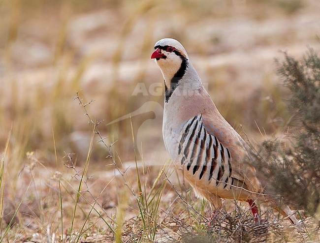 Chukar (Alectoris chukar) near Sde Boker, Israel stock-image by Agami/Marc Guyt,