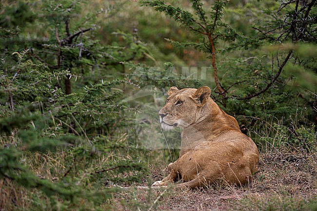 Portrait of a lioness, Panthera leo, resting at Masai Mara National Reserve. Masai Mara National Reserve, Kenya, Africa. stock-image by Agami/Sergio Pitamitz,