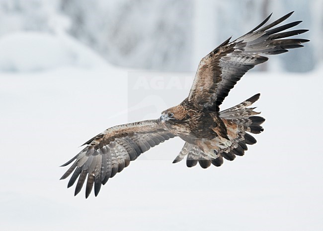 Onvolwassen Steenarend in de vlucht; Immature Golden Eagle in flight stock-image by Agami/Markus Varesvuo,
