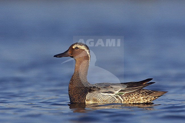 Zwemmend mannetje Zomertaling; Swimming male Garganey stock-image by Agami/Jari Peltomäki,
