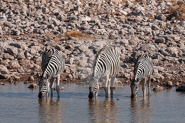 Burchell's zebras stand in a waterhole and drink. Etosha National Park, Namibia. stock-image by Agami/Sergio Pitamitz,