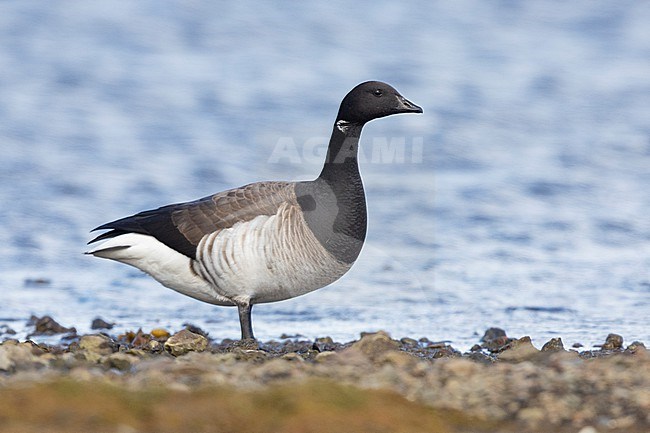 Brant Goose (Branta bernicla hrota), side view of an adult standing on the ground, Capital Region, Iceland stock-image by Agami/Saverio Gatto,